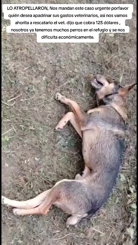 @Asoc. Peluditos