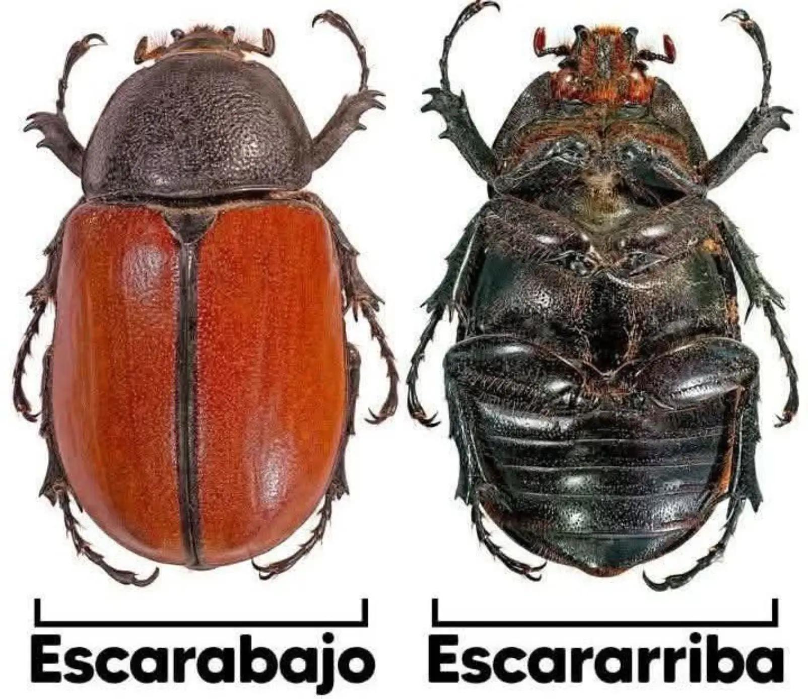 @Carlos Alberto