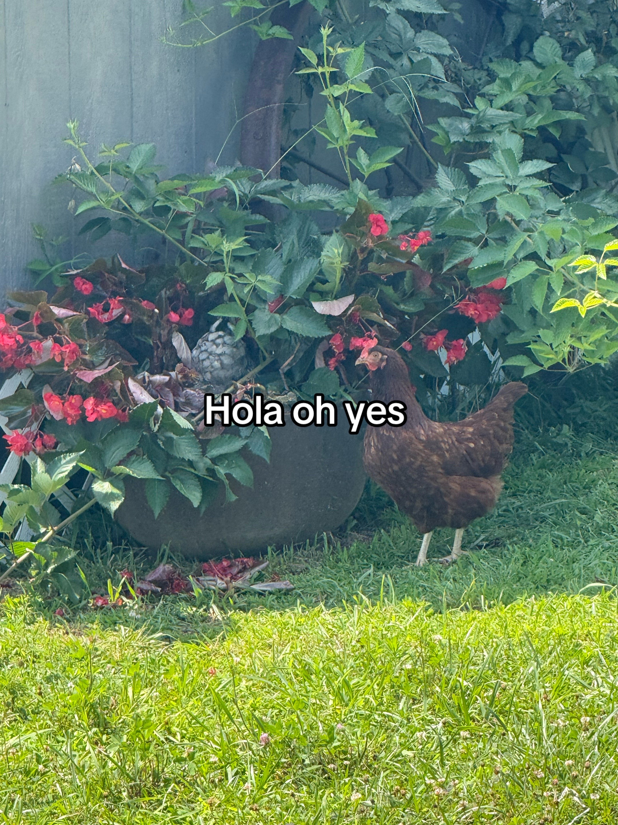 @callie425