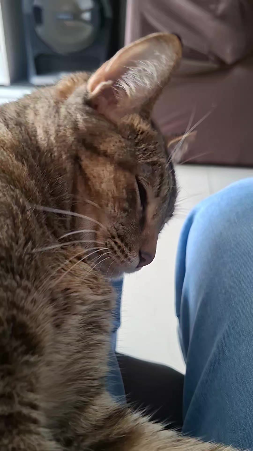 @KAI 🐈 Y  LUA🐈&zwj;⬛