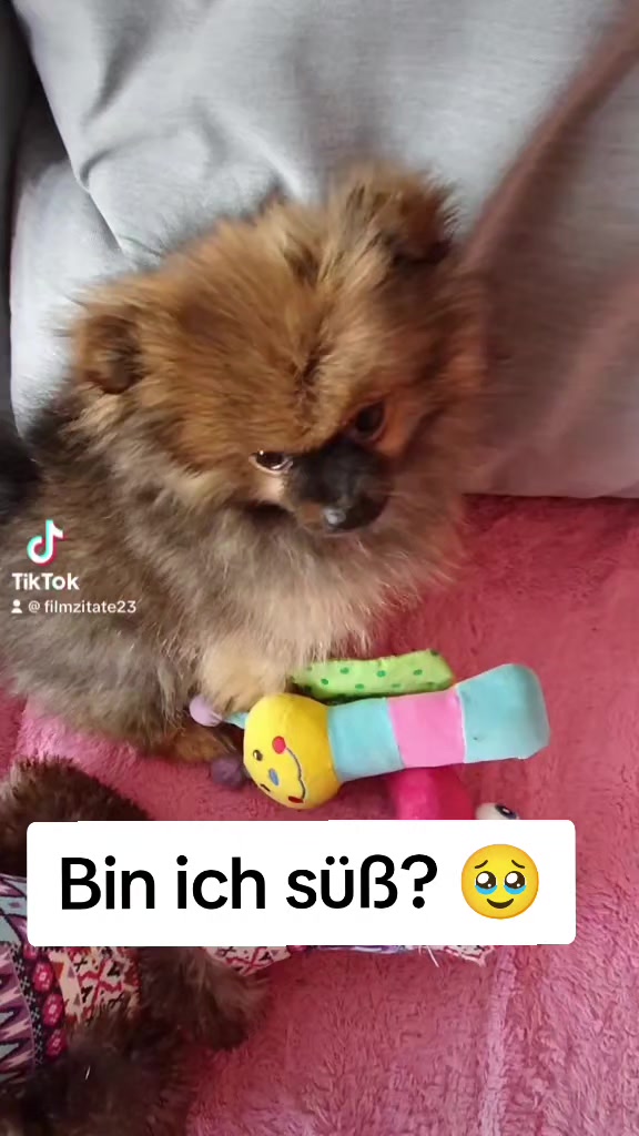 @Pomeranian_Bella_Maya