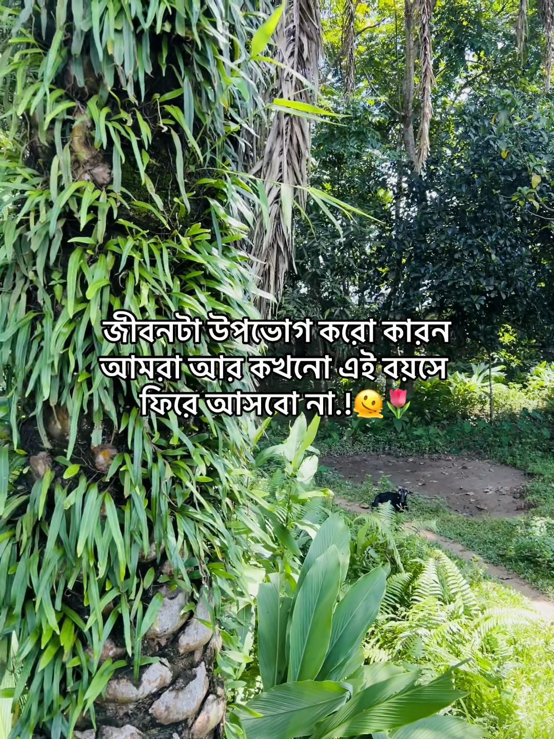 @টিক-টিকি