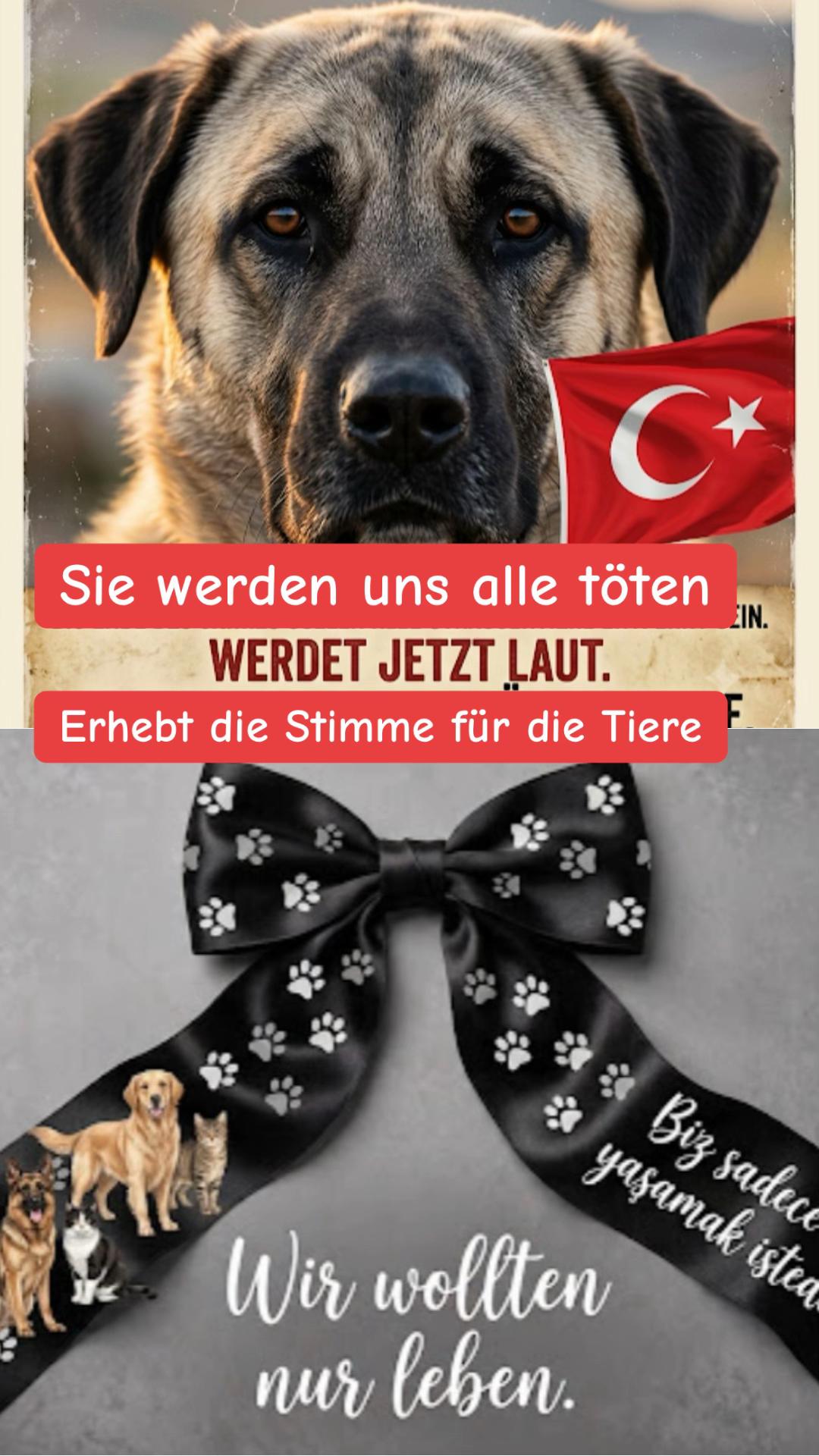 @Lua Team🐈🐕&zwj;🦺L&ouml;wenherz❤️🦁