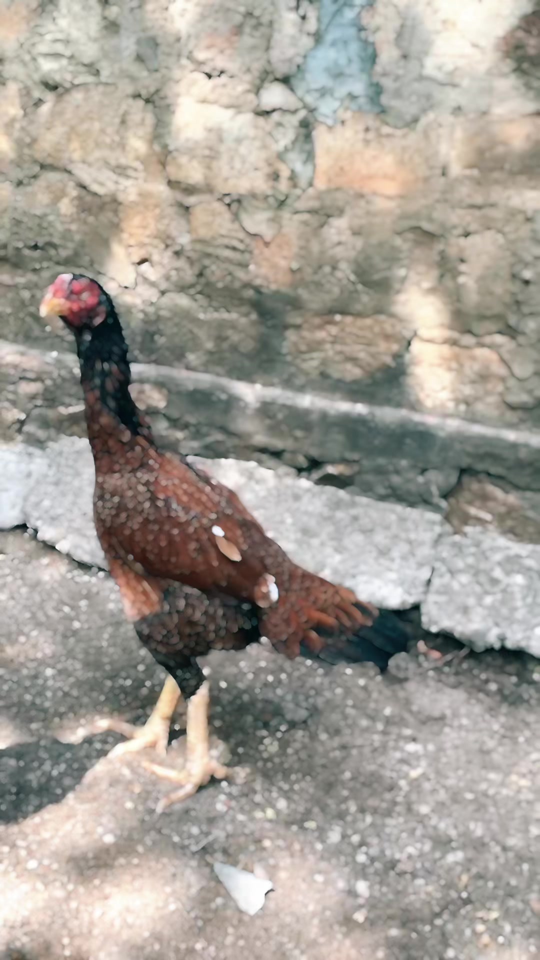 @𝐖𝐌 𝐁𝐫𝐞𝐞𝐝𝐞𝐫🐔💥