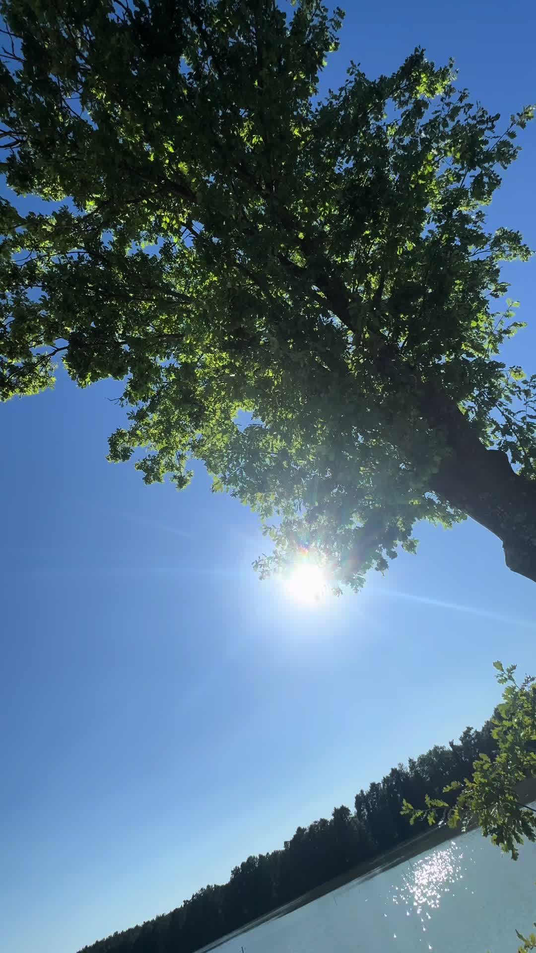 @🌲Felix🌲