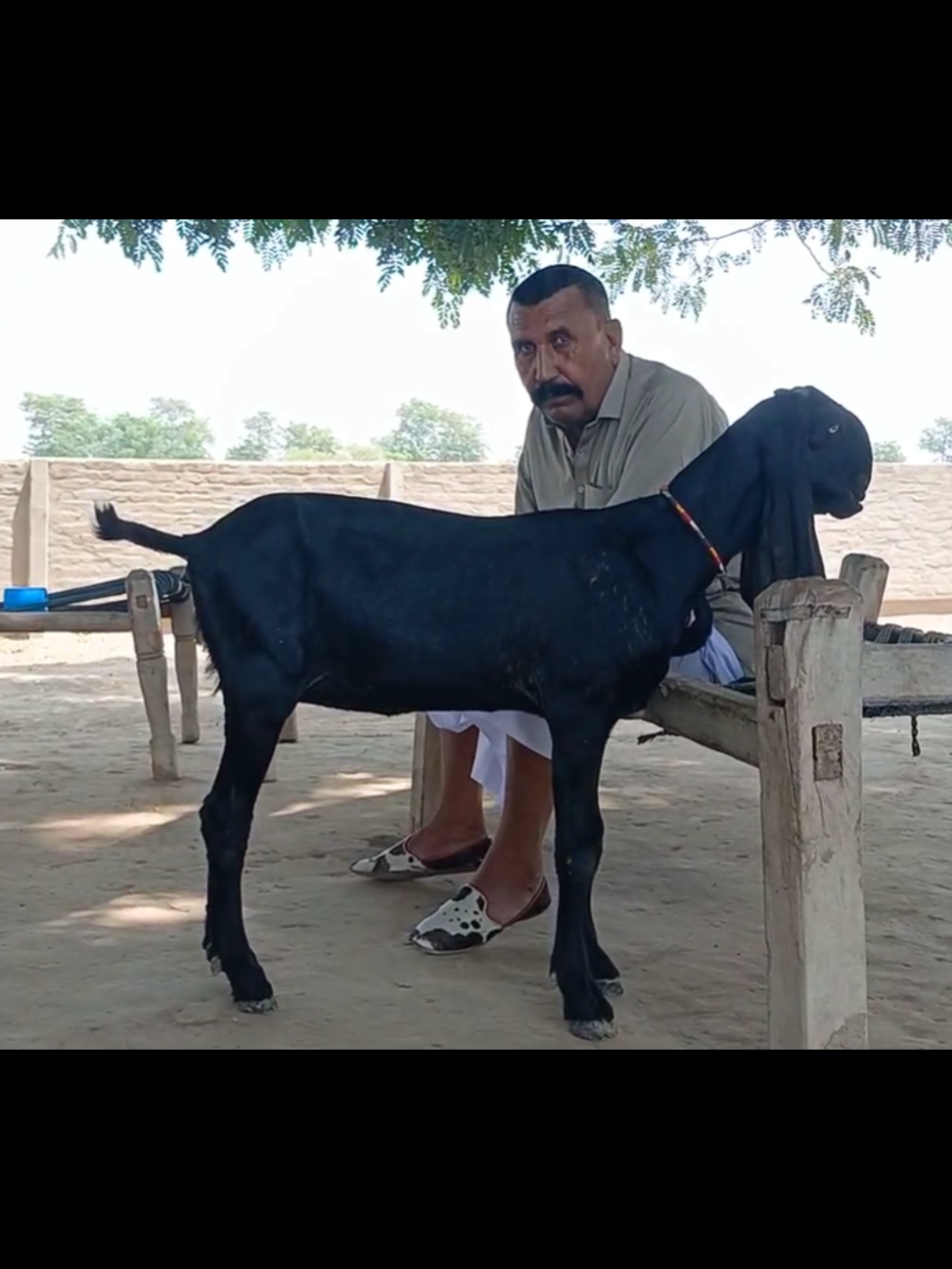 @Babu Pathan Goat Farm