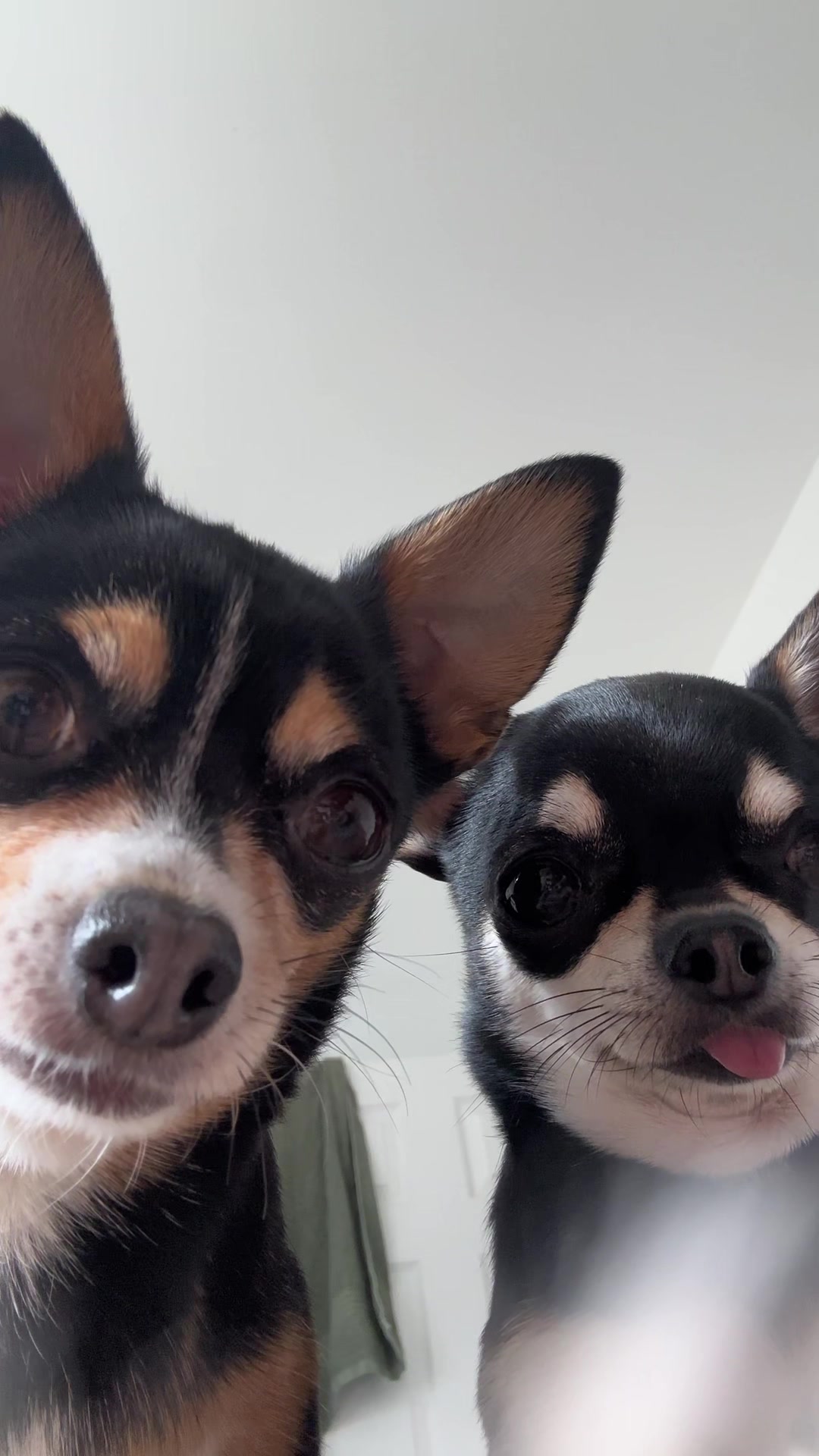 @Coco_bean🐾