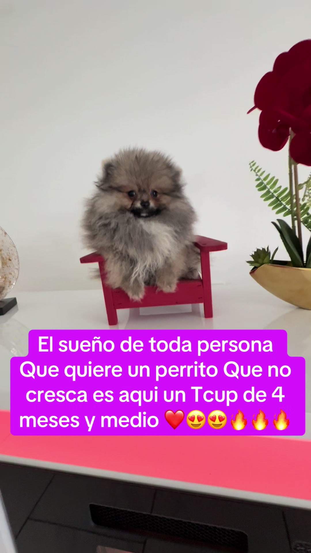 @pomy_lover1