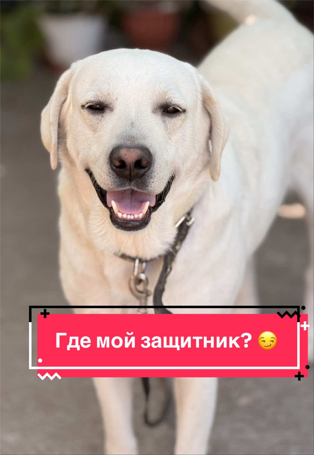 @Larisa🐾Taison