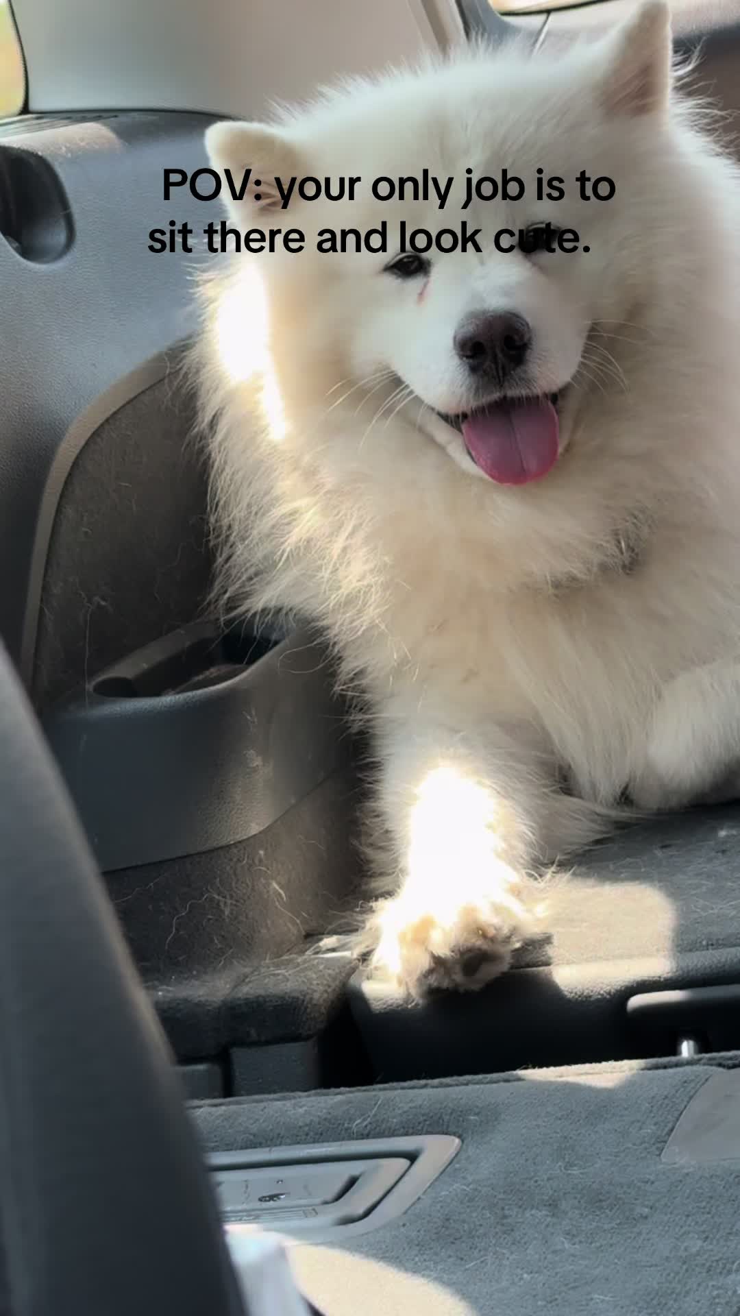 @Milo_theSamoyed