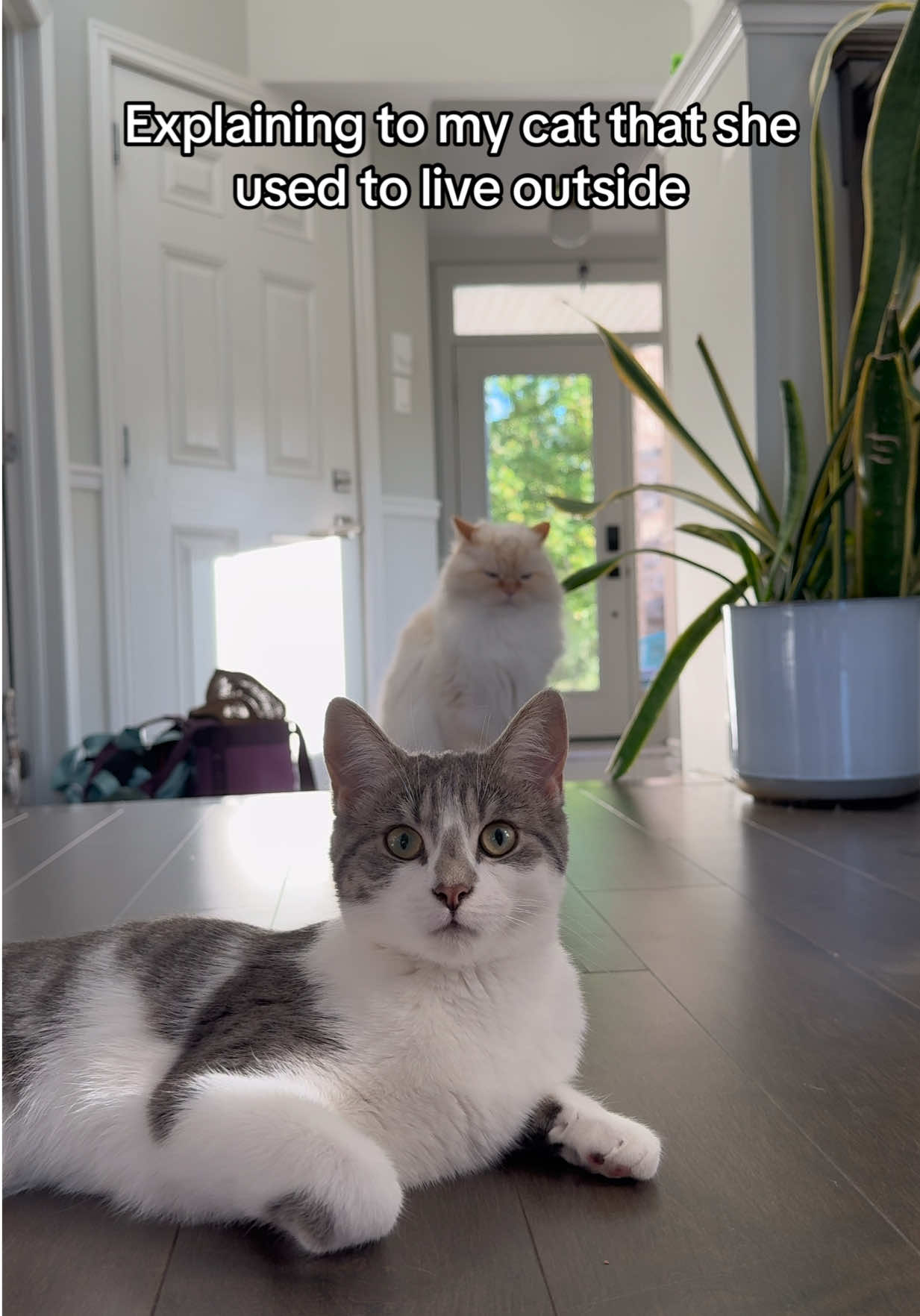 @Krista & Cats: BamBam & Bonnie