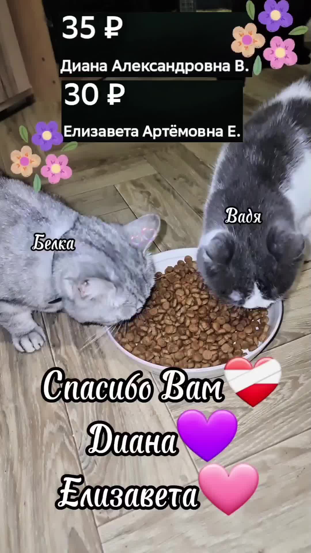 @Кошкин Дом