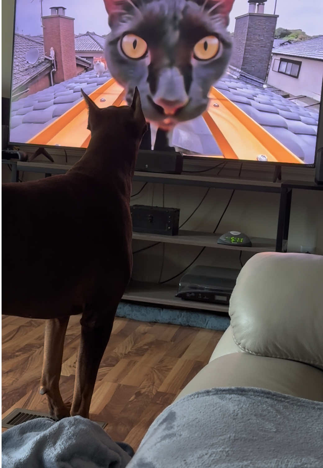 @Chocko The Doberman