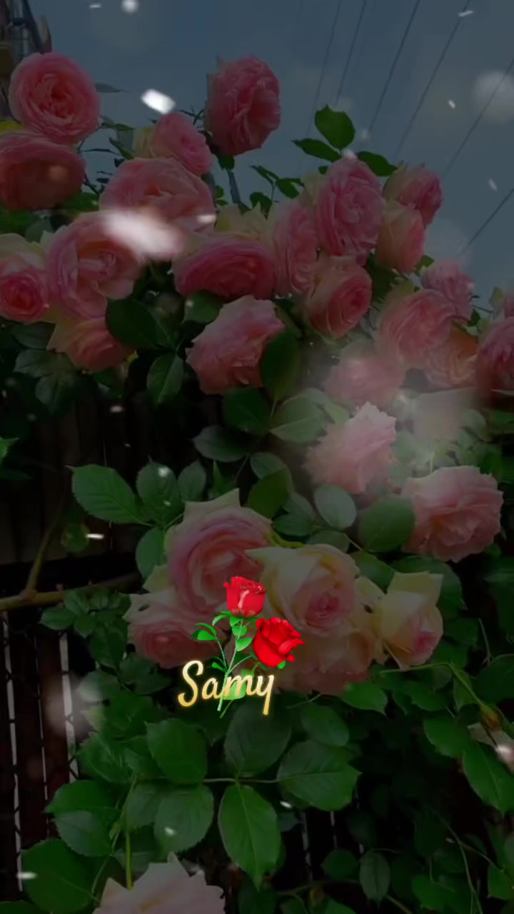 @#Soy Samy  2026 💕🏃🚶