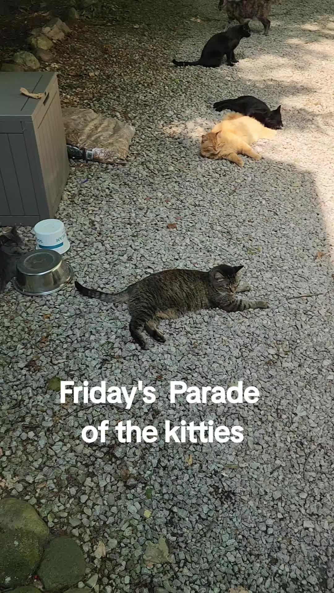 @Kitty Sanctuary