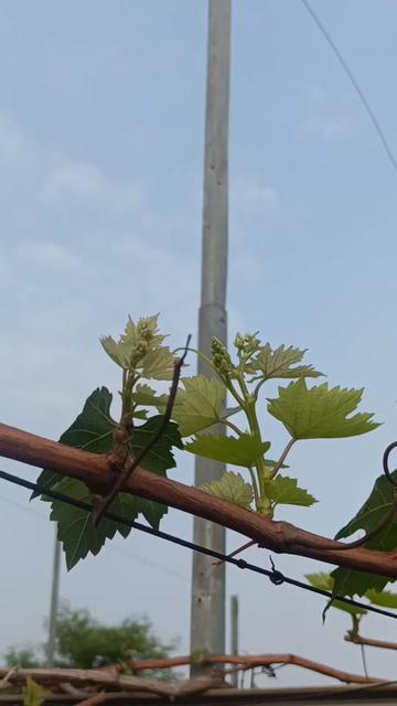 @DNA Garden