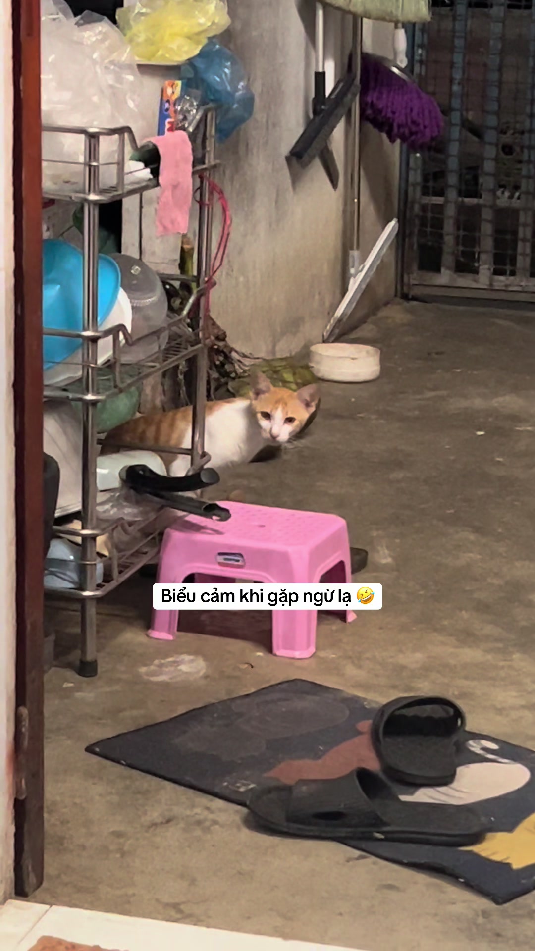 @Ba b&eacute; m&egrave;o v&agrave; một b&eacute; ch&oacute;