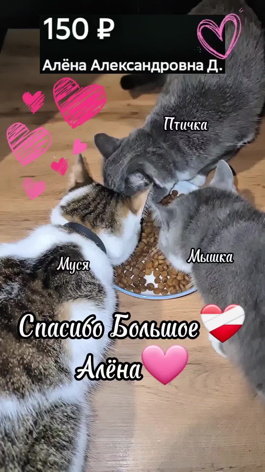 @Кошкин Дом
