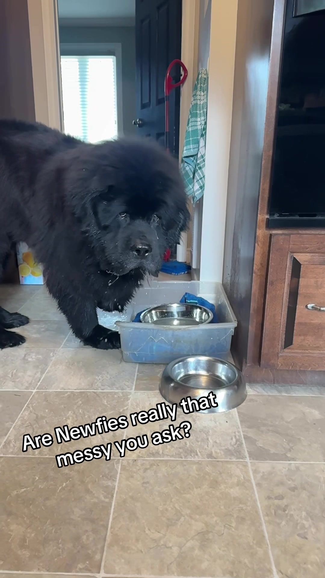 @HomertheNewf 🇨🇦