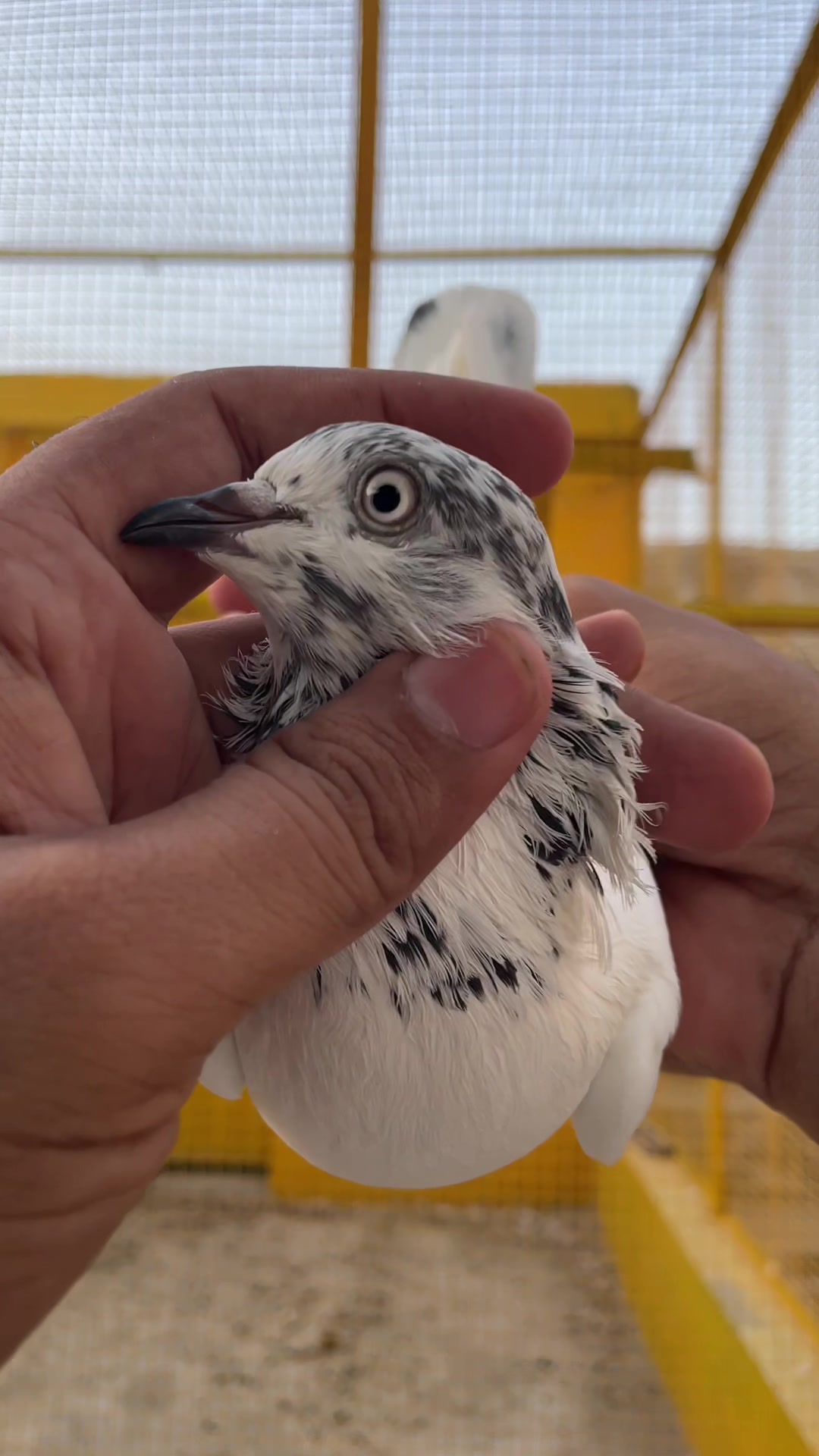 @sahibzada_zeshan_pigeons