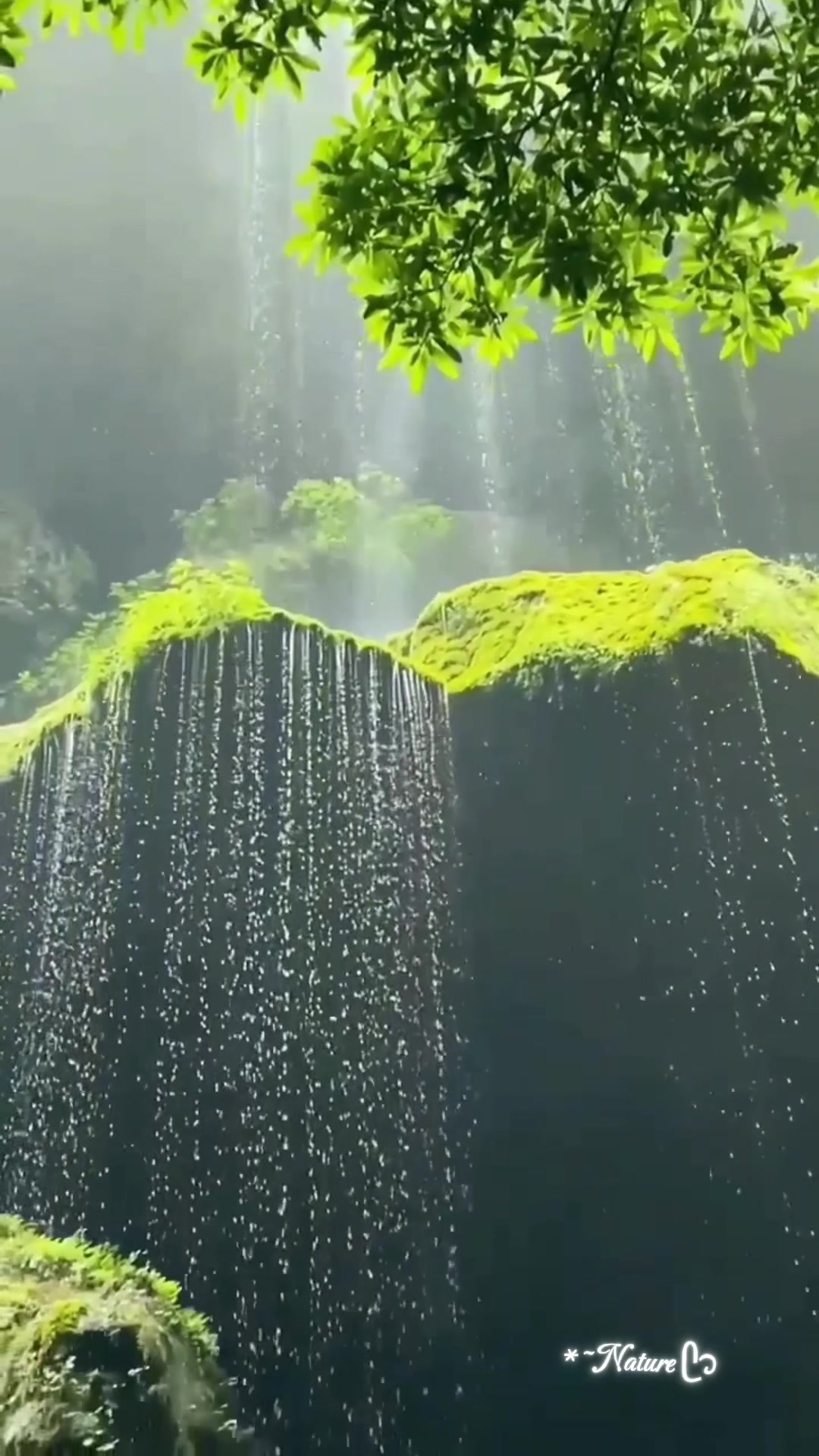 @*~Nature ᥫ᭡