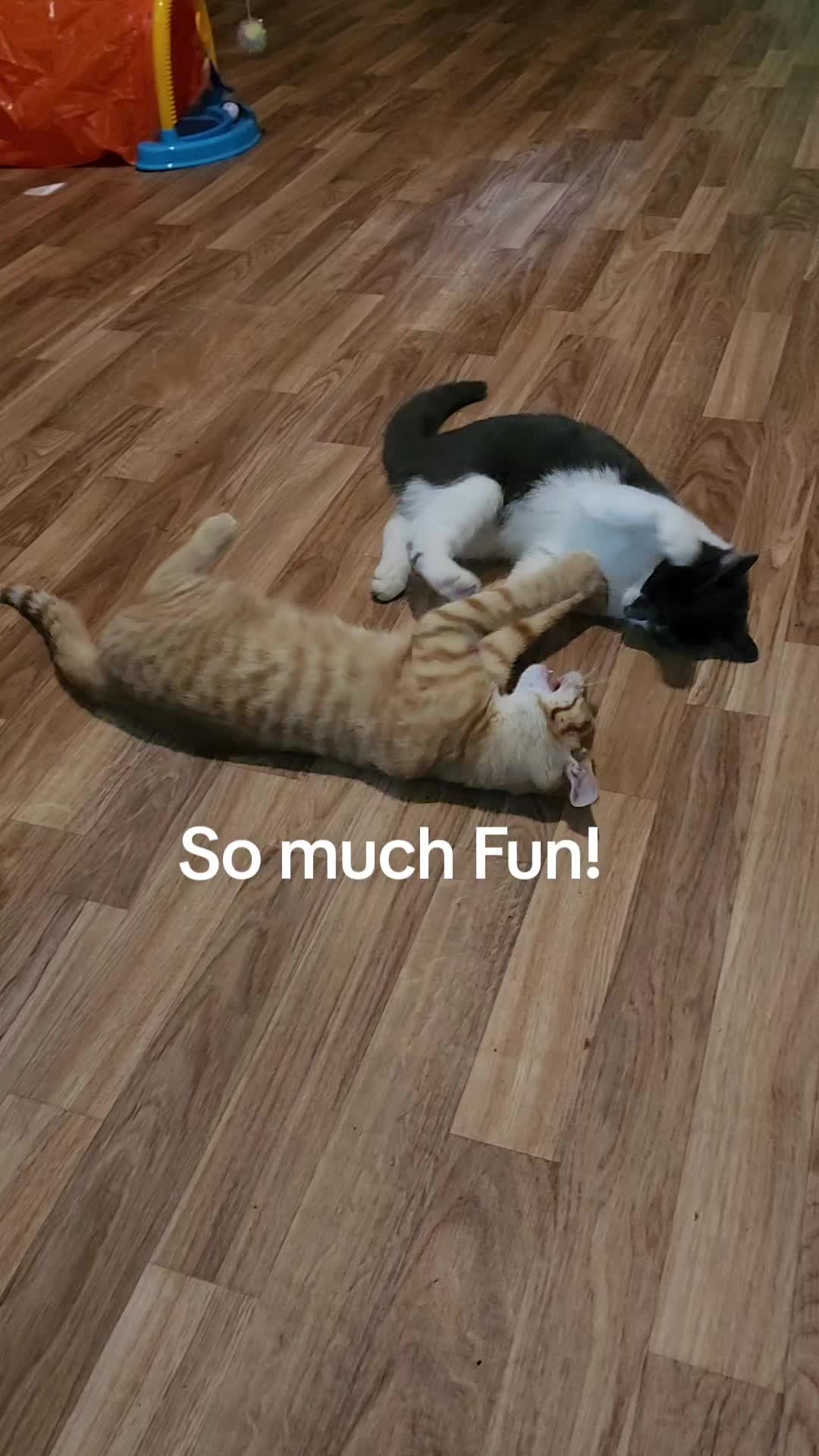 @Kitty Sanctuary