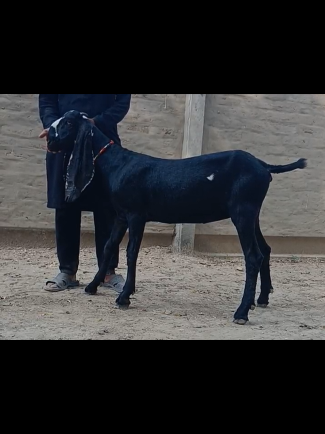 @Babu Pathan Goat Farm