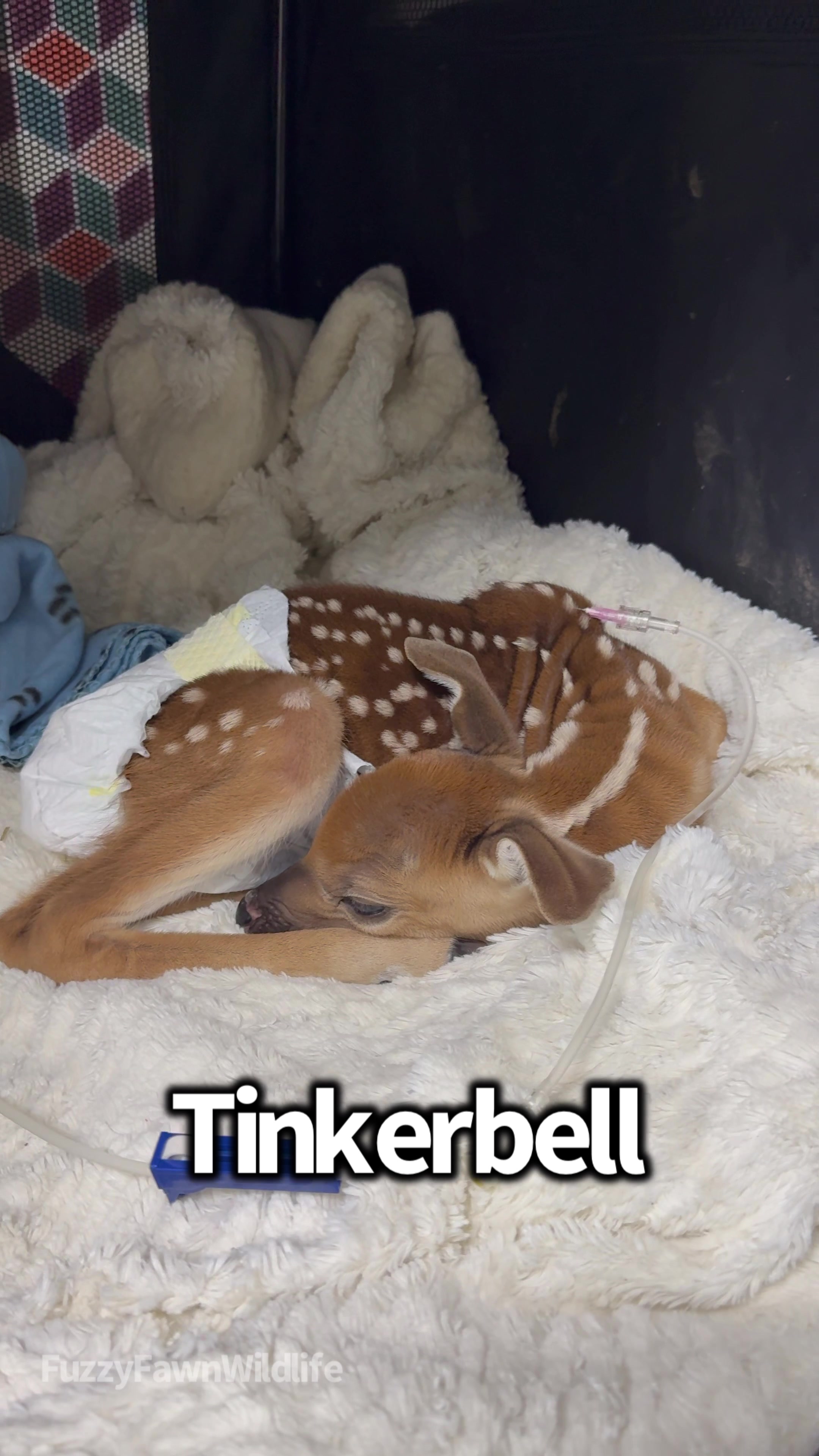 @Fuzzy Fawn Wildlife