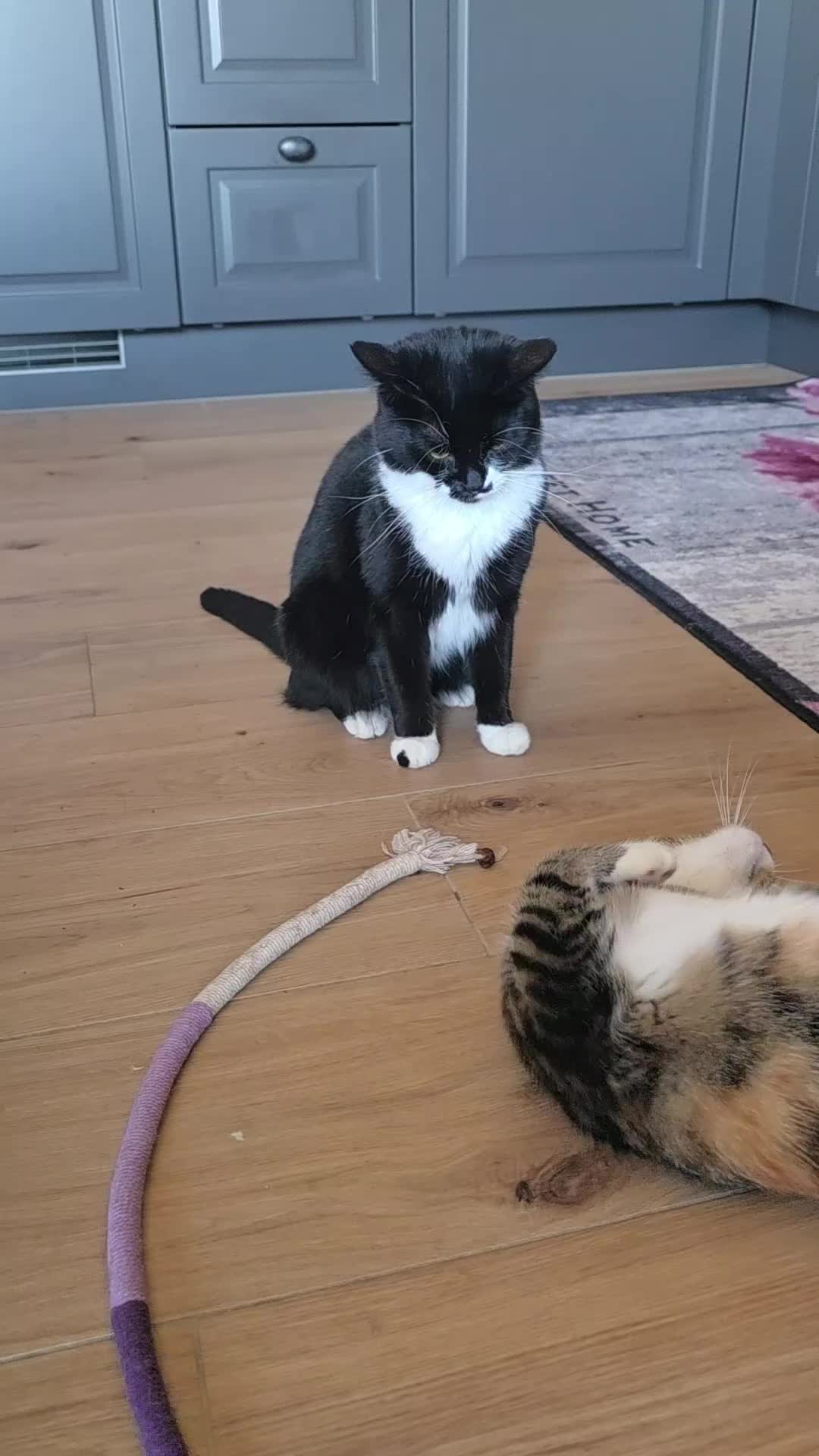 @diana🐱🐈🐈🐈