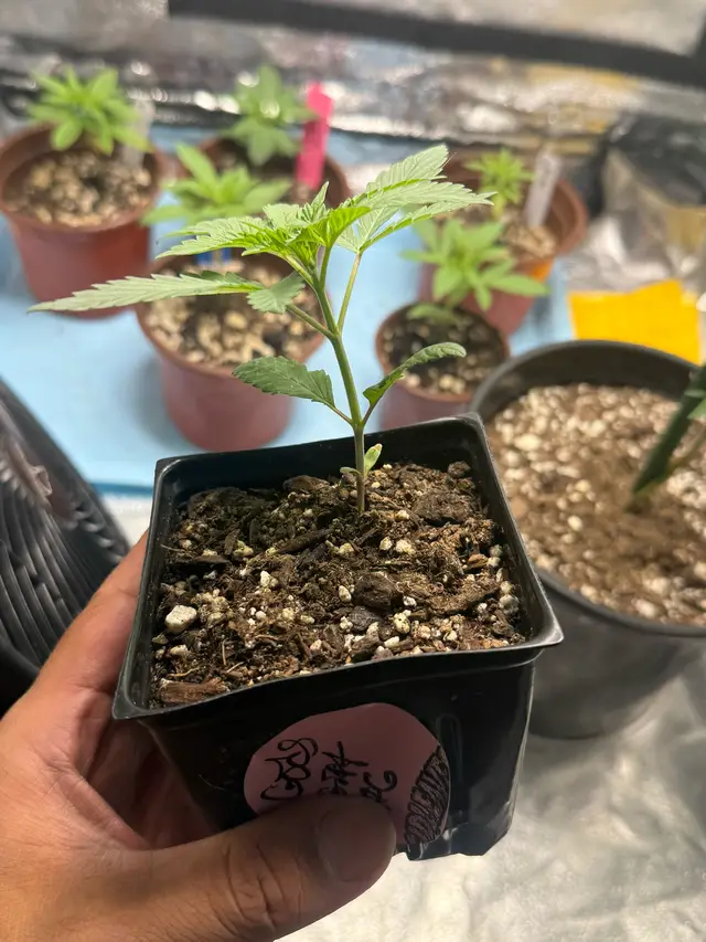@Lucid Genetics