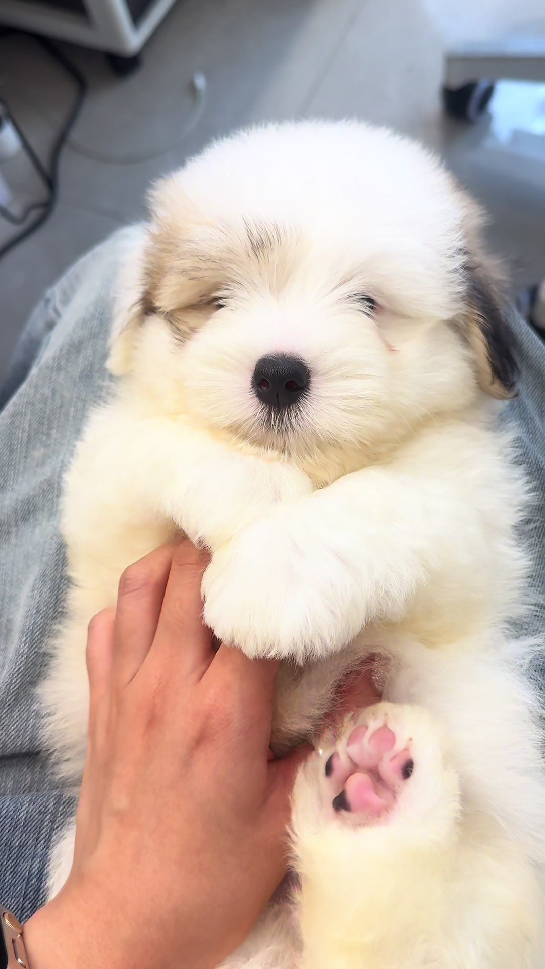 @premiumpet_official
