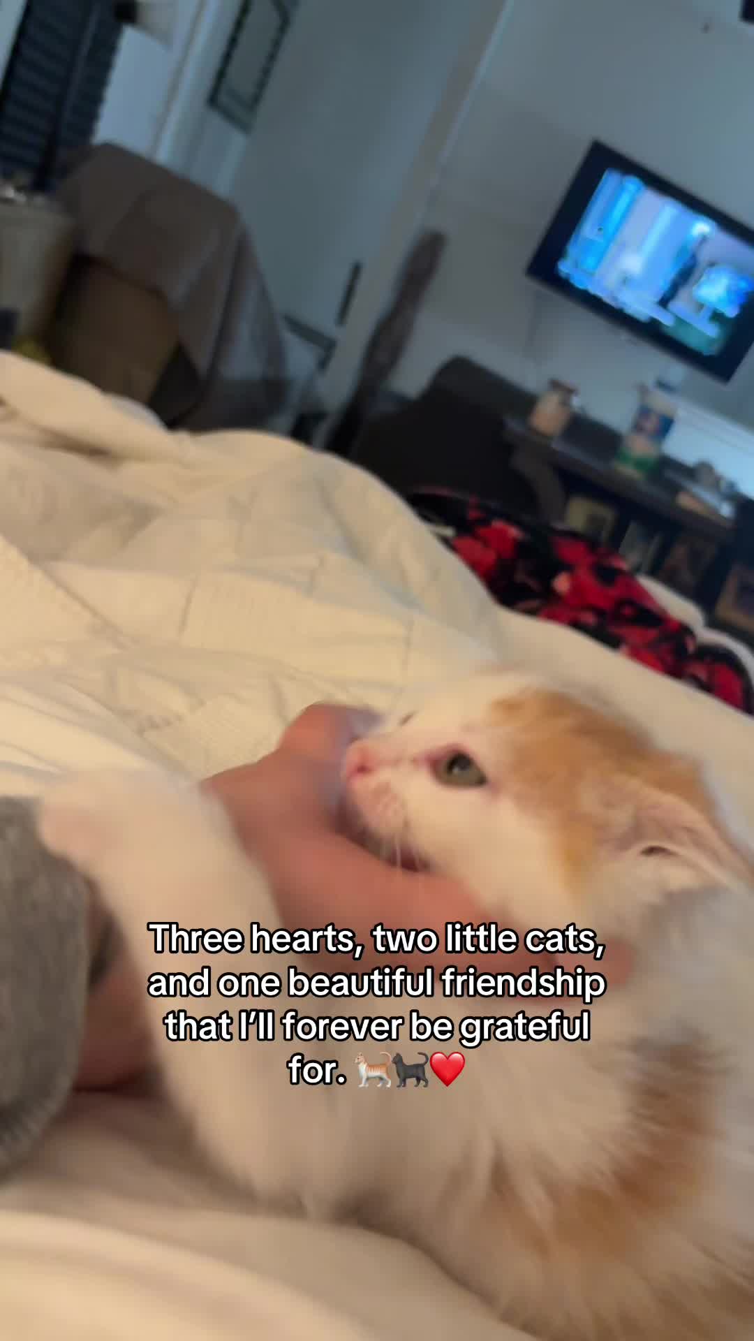 @🏳️&zwj;🌈lesbiancatlady_75🏳️&zwj;🌈