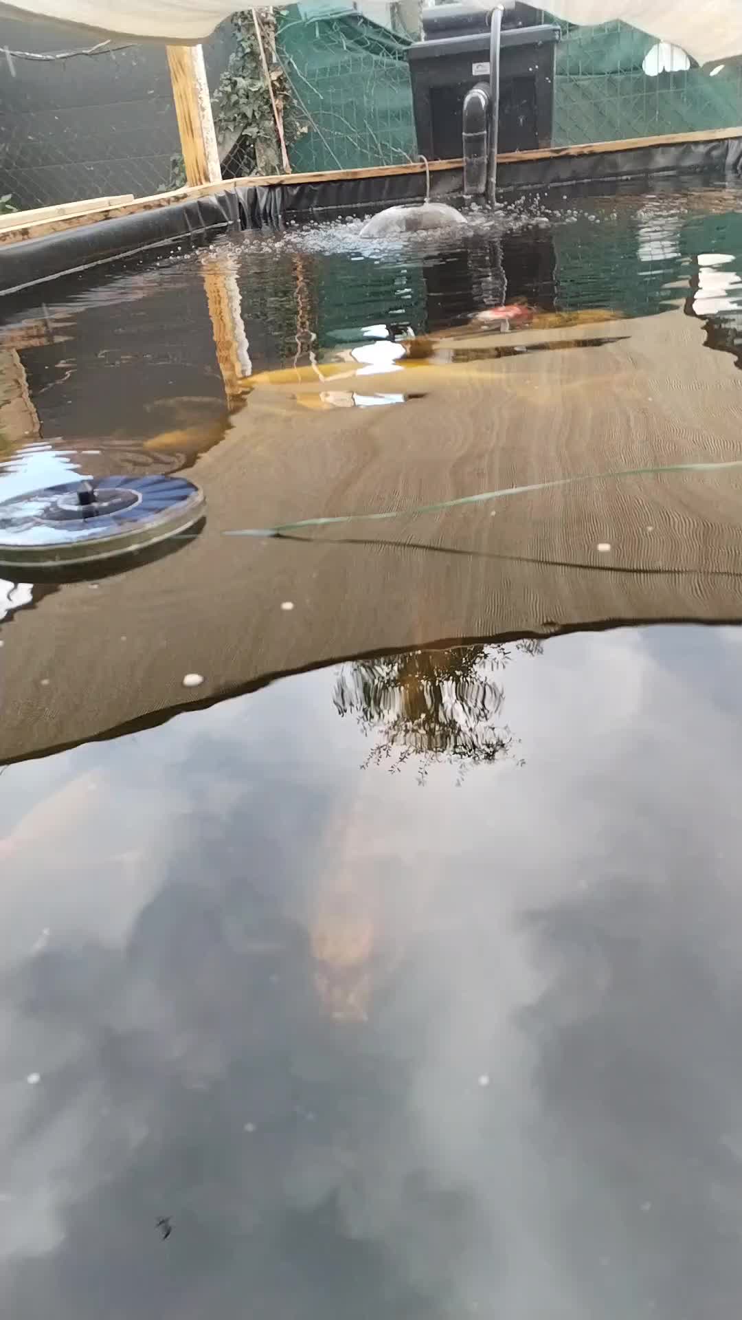 @koi 62