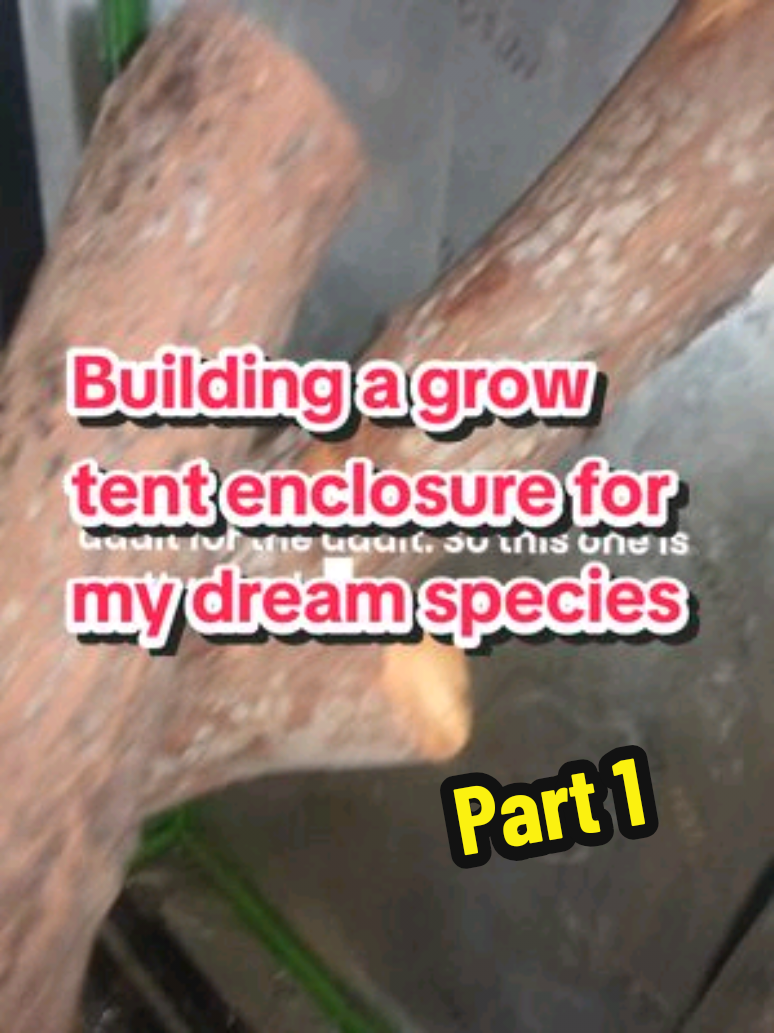 @micro made it! 🦎🐀👷🏽&zwj;♀️🛠️