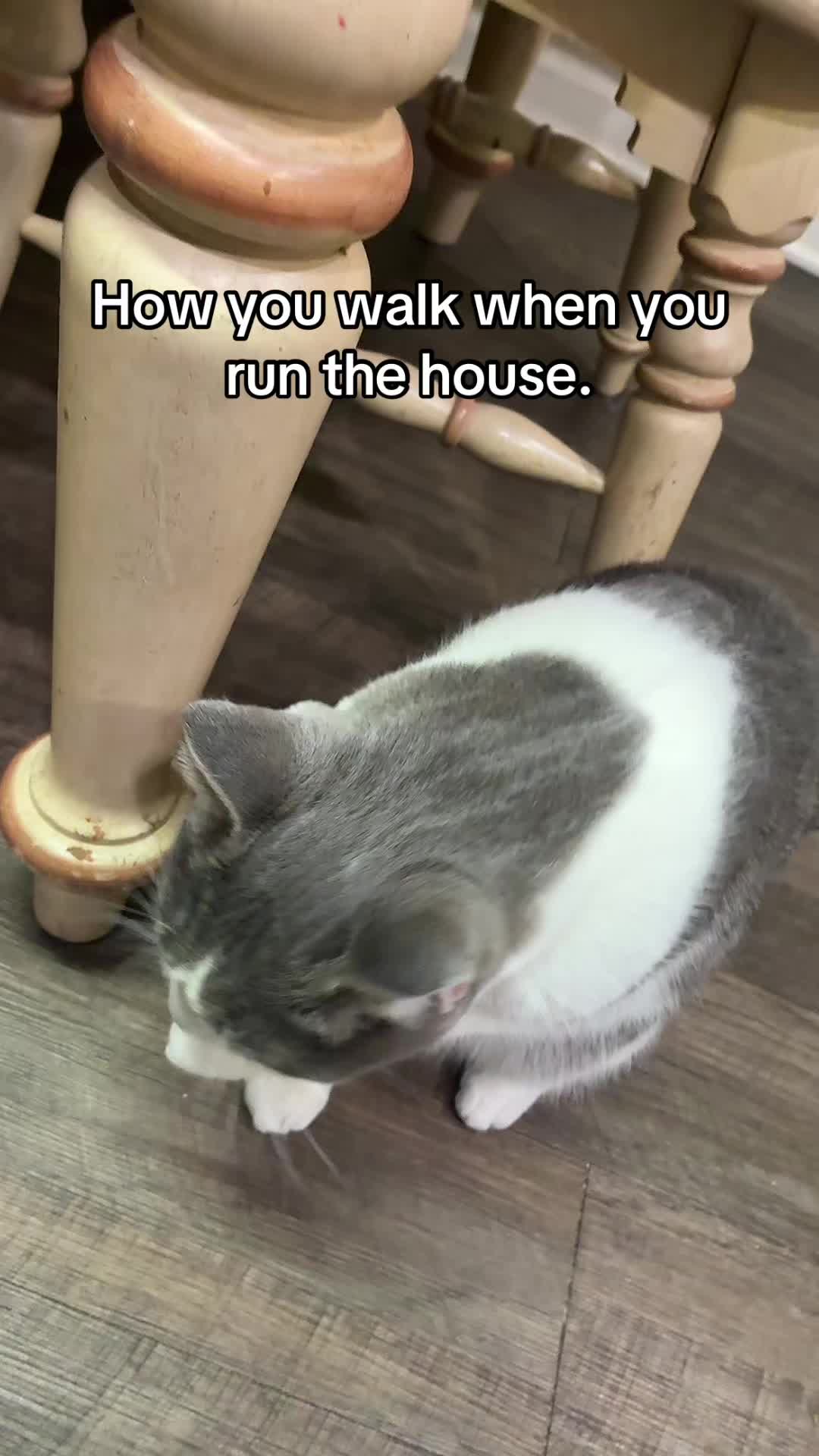 @Neighborhood Cat Man