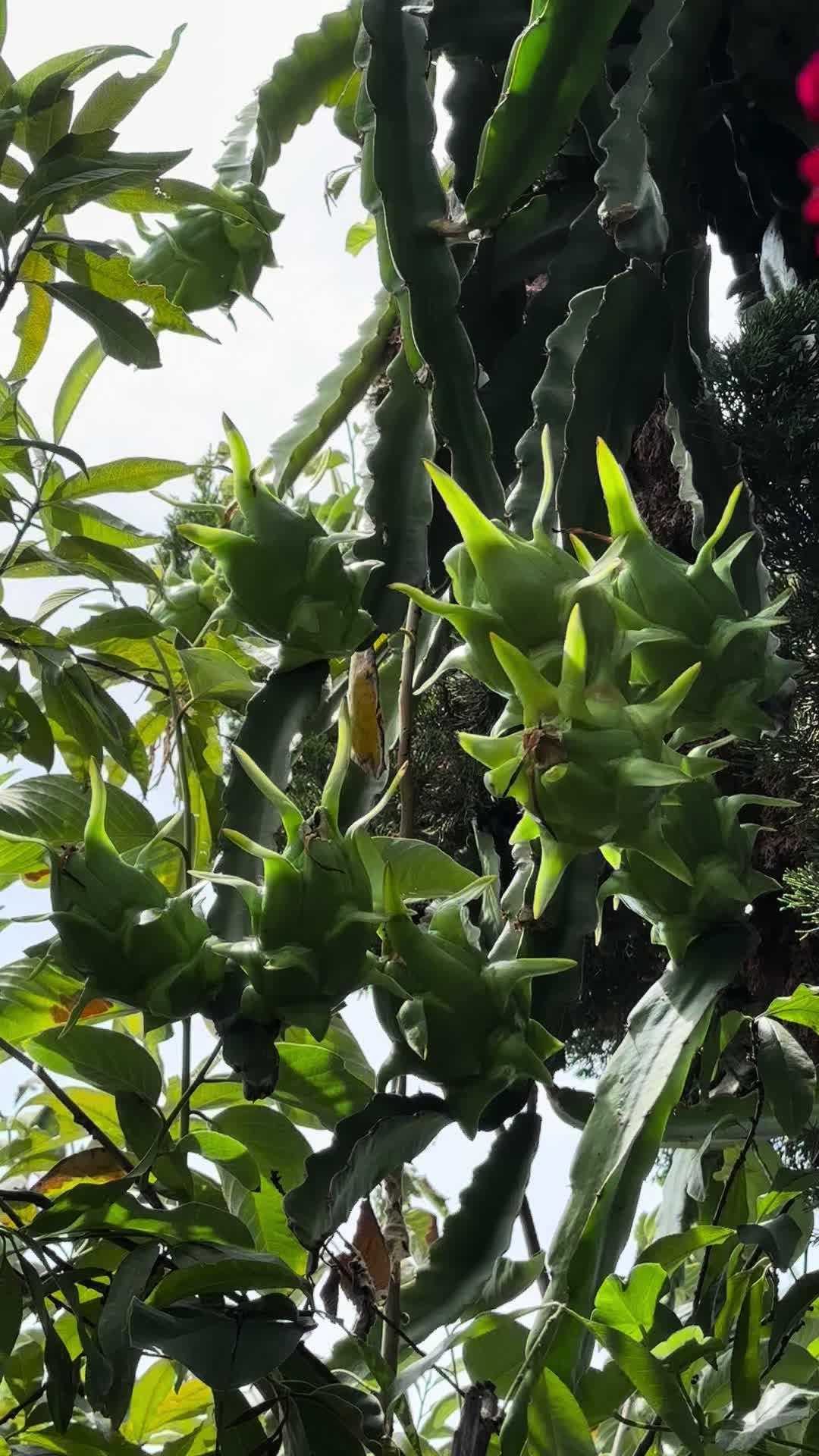 @RemesGarden