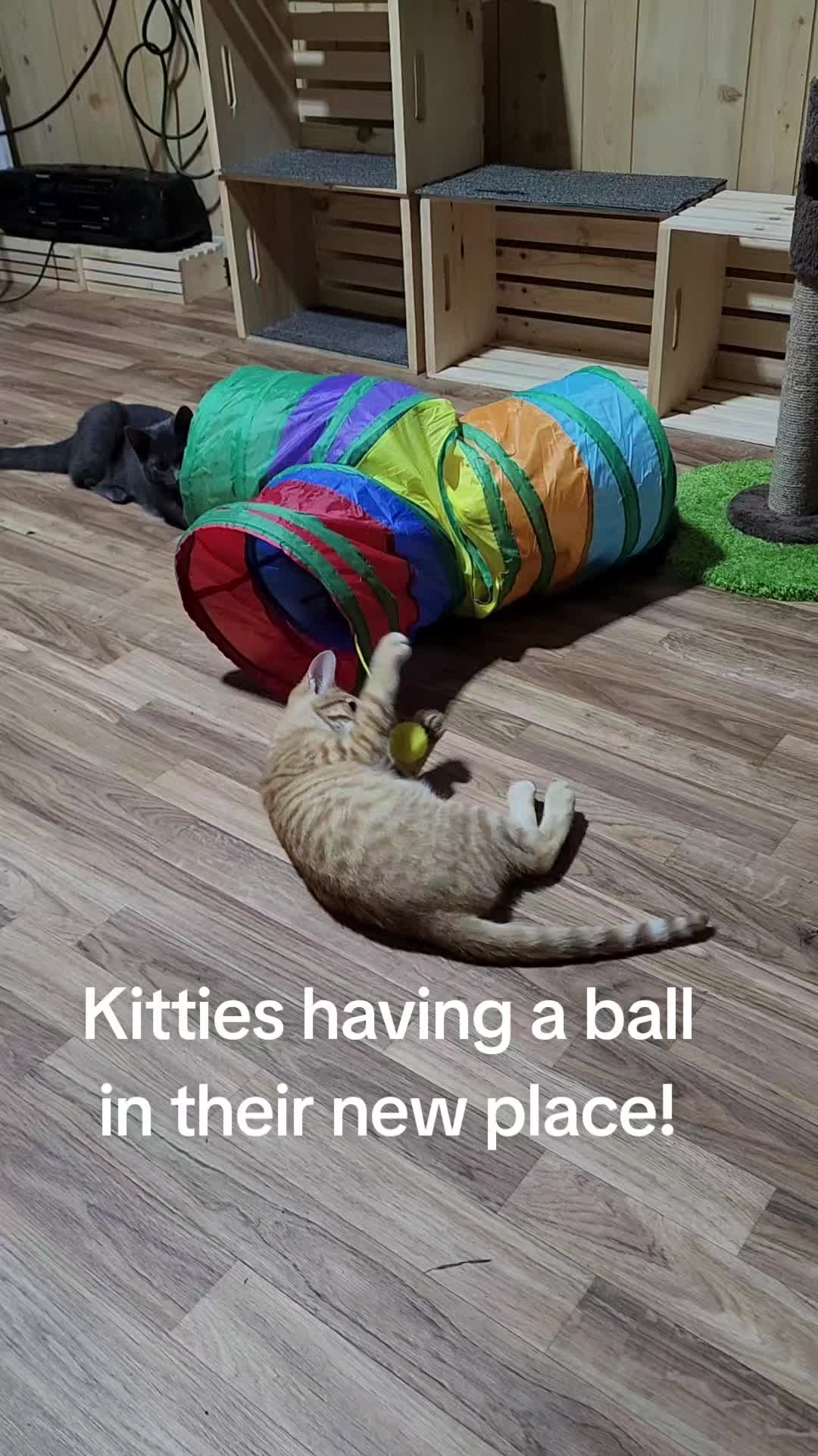 @Kitty Sanctuary