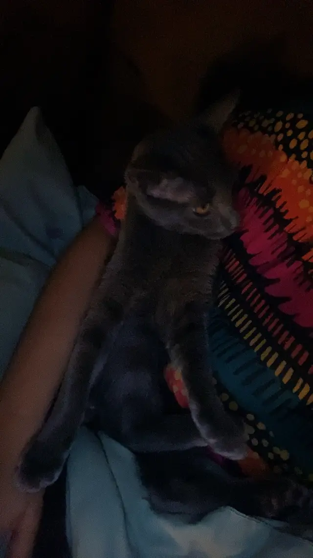 @catmomjailee123