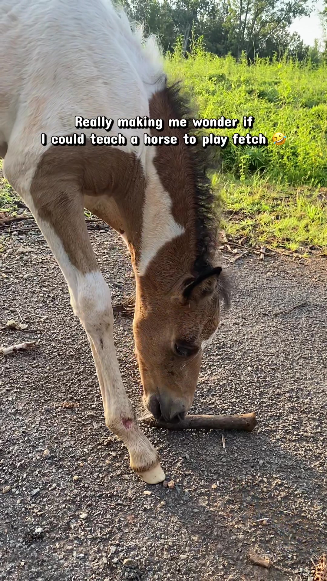 @SlowlaneFarm
