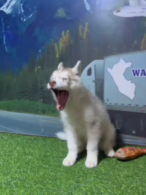 @WACHICARGO Pets
