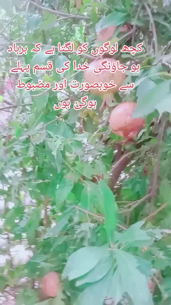@jani jani