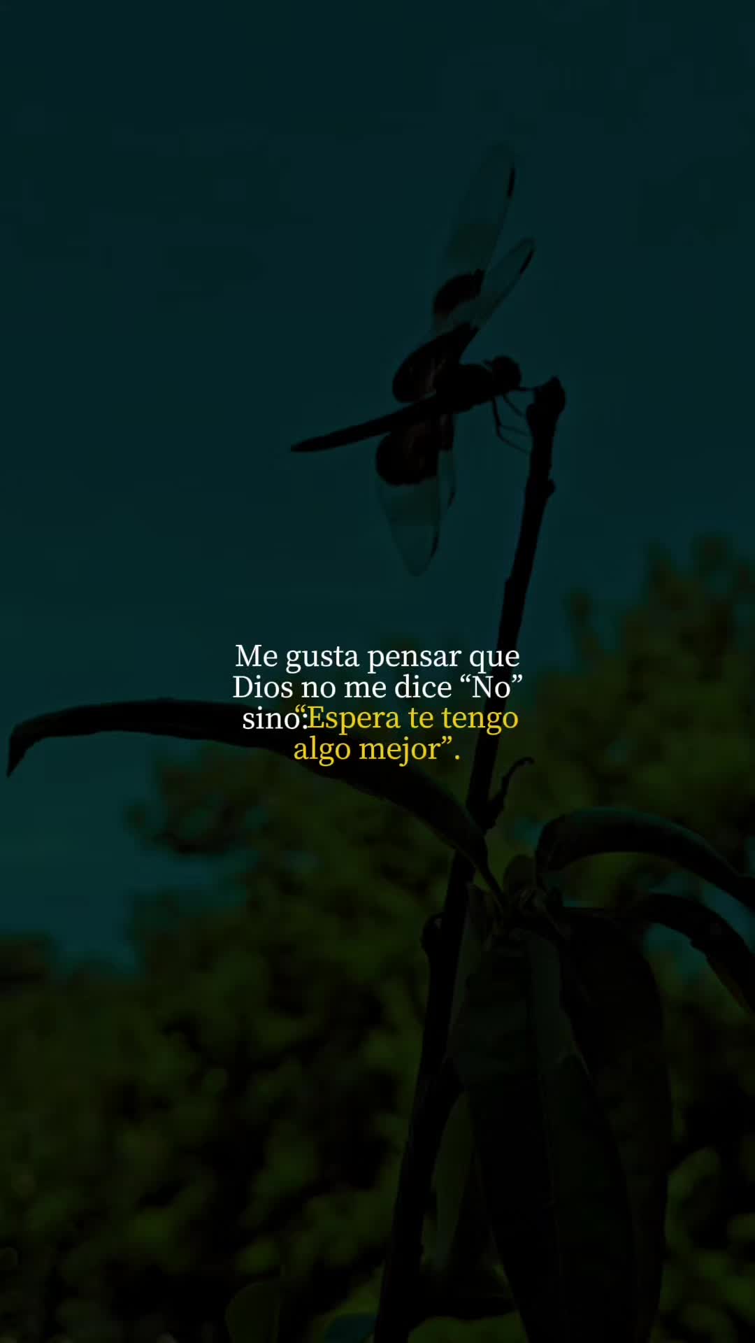 @.V🌻