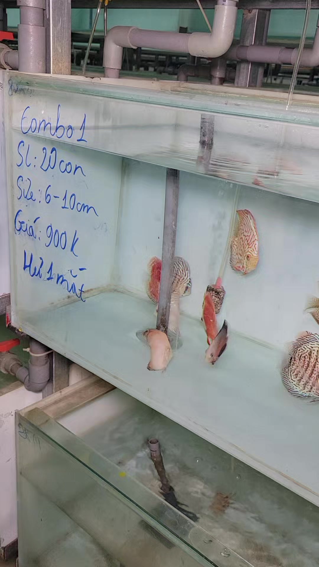 @Discus House Aquarium