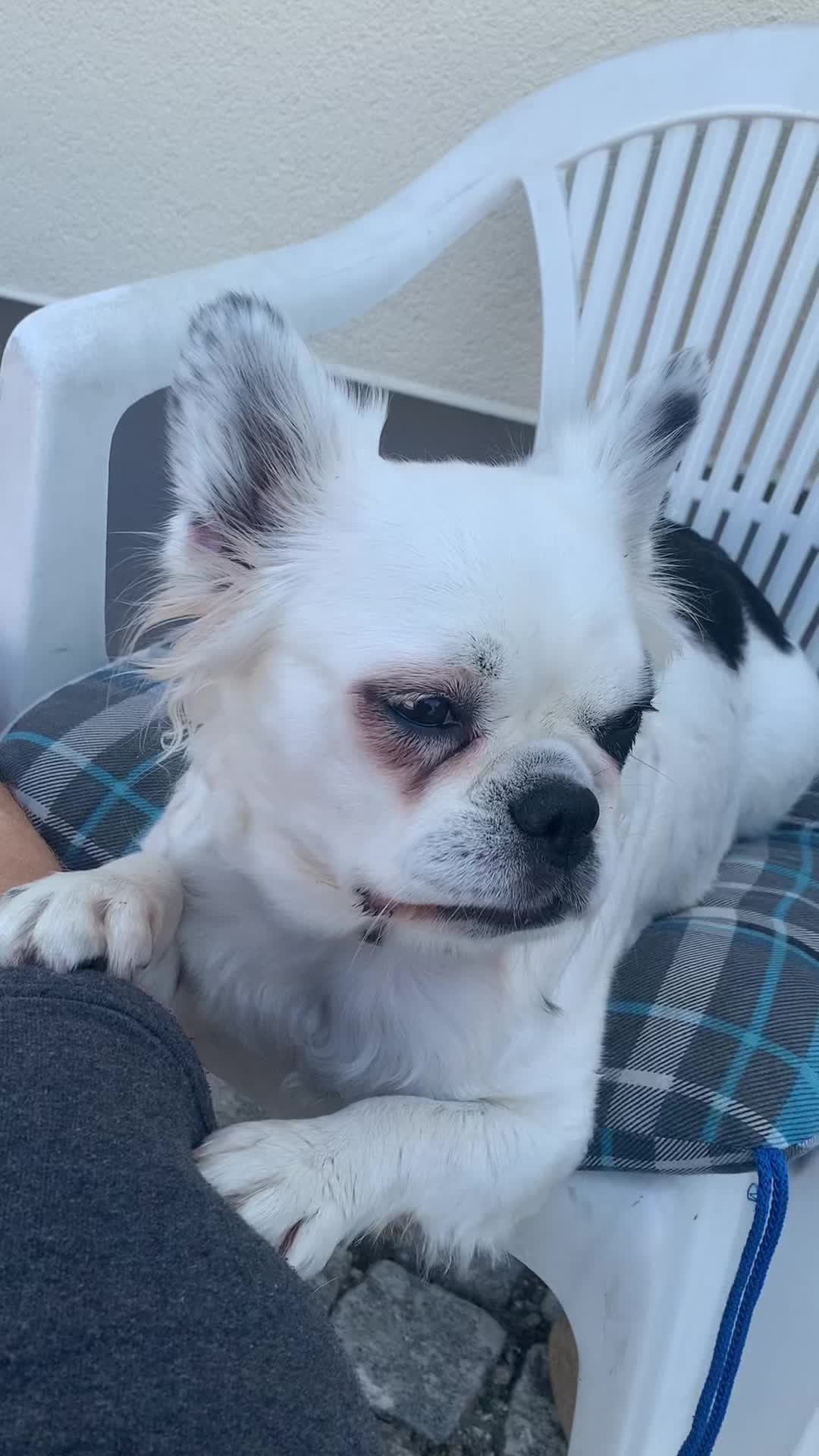 @fluffy.balko