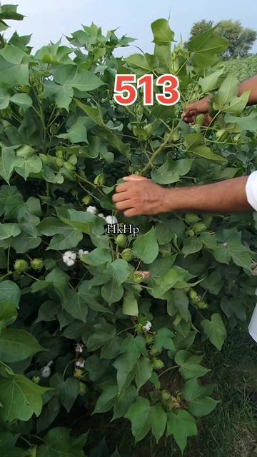 @Zulqarnain chattha