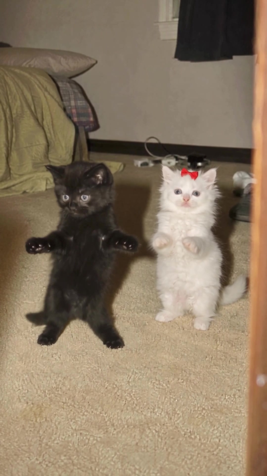 @Tiny Odd Pets