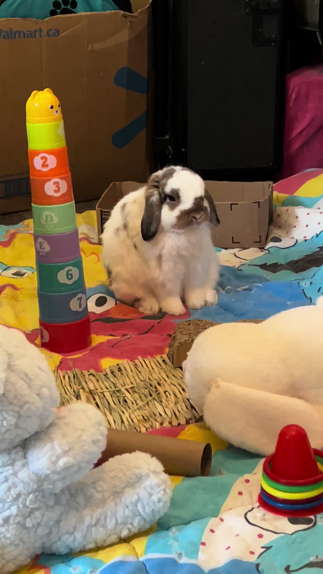 @Mrdivaandgizmoandfriends