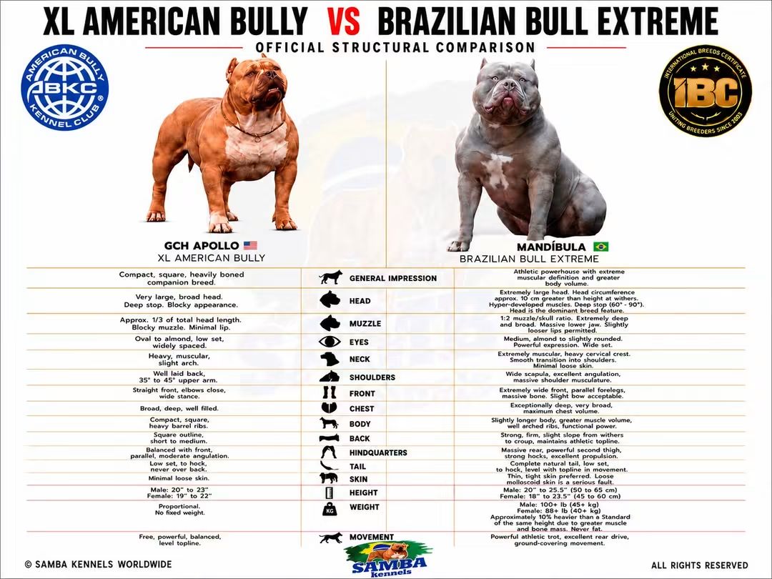 @bully xl dz 🇩🇿🦍