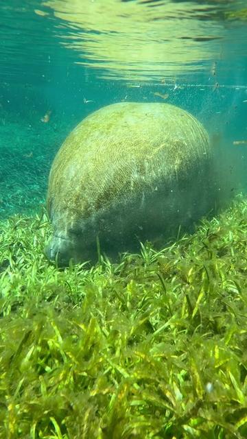 @BradTheOriginalManateeMafia