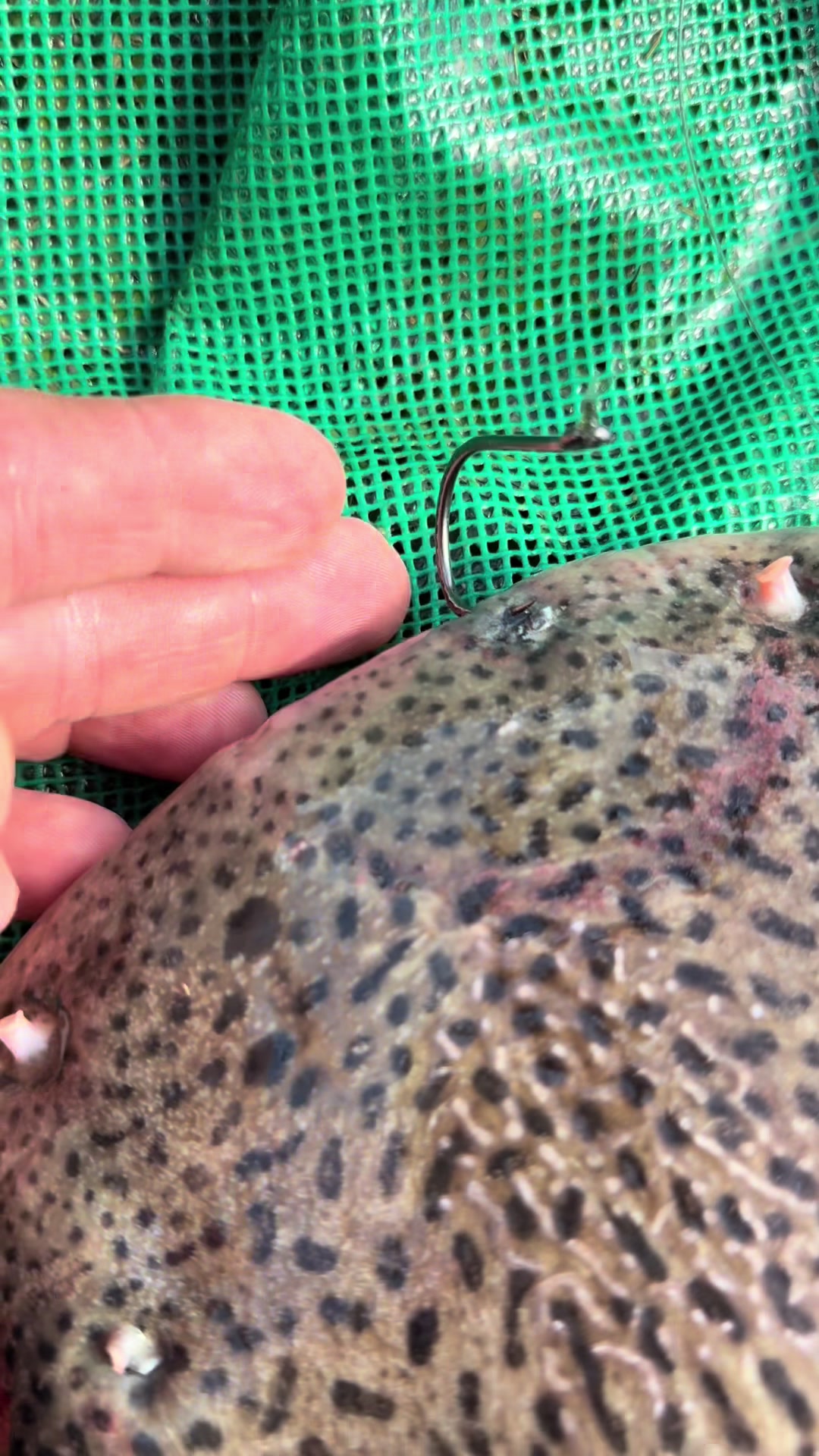 @Dimex Pescador